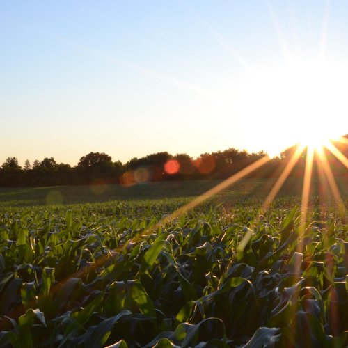 Maisfeld bei Sonnenaufgang
