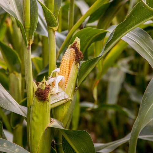 Maiskolben von Nahem